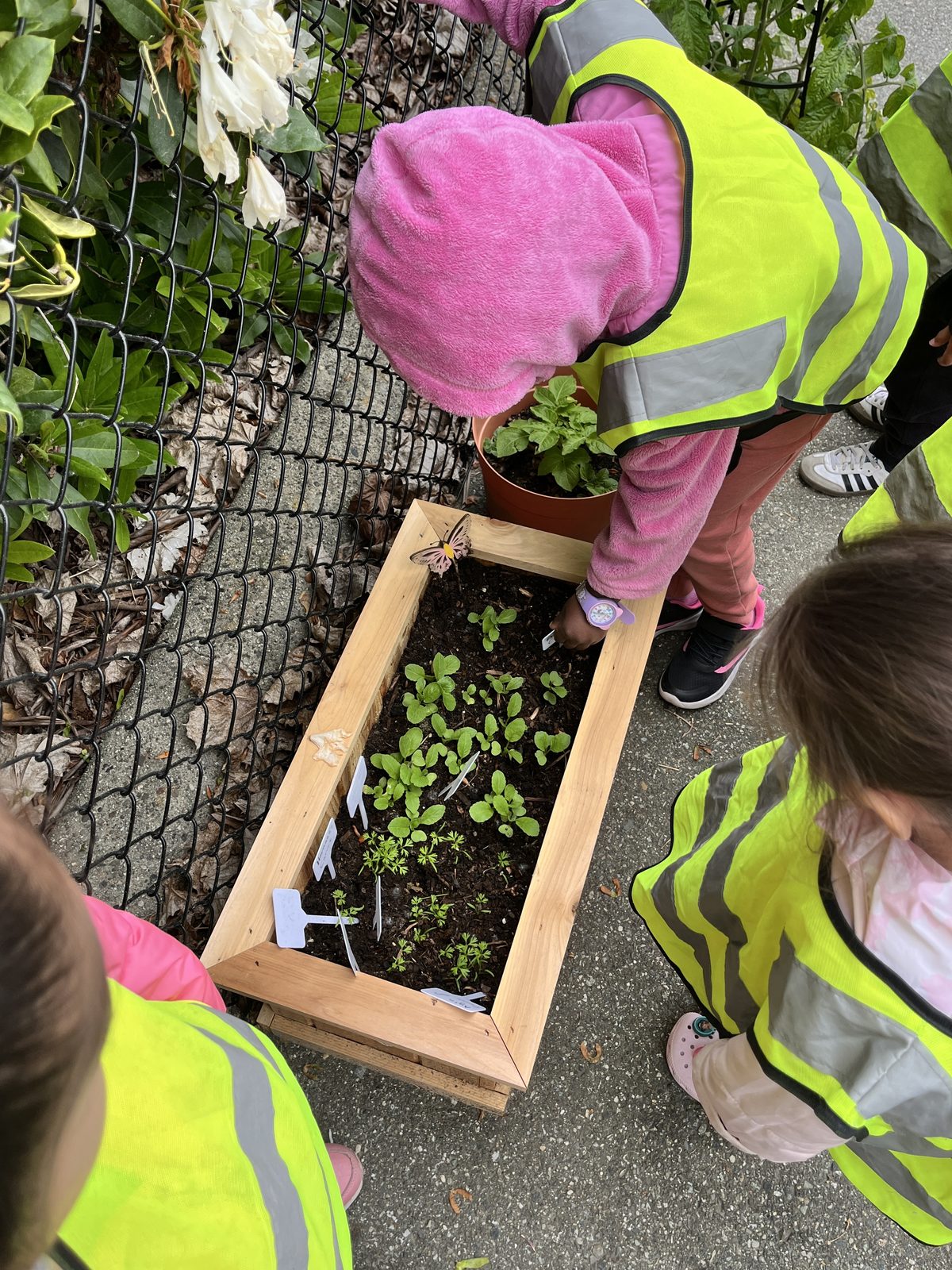 Children tending seedlings in a raised garden box